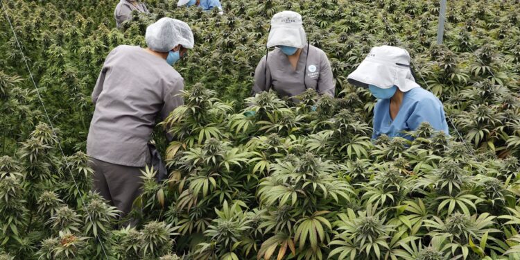 Sexta Turma dá salvo-conduto para pacientes cultivarem Cannabis com fim medicinal