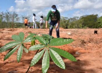 Prefeitura de Natal realiza Seminário de Arborização Urbana e Meio Ambiente