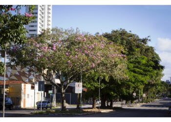 Seminário de Arborização Urbana e Meio Ambiente será aberto nesta quarta-feira (21)