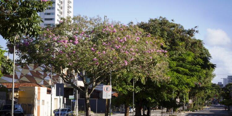 Seminário de Arborização Urbana e Meio Ambiente será aberto nesta quarta-feira (21)