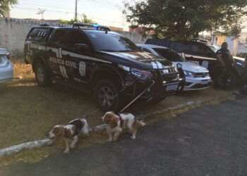 Polícia Civil realiza operação “Na rota do tráfico” visando ao combate ao tráfico de drogas na região de Patu”