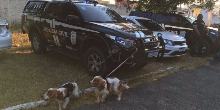 Polícia Civil realiza operação “Na rota do tráfico” visando ao combate ao tráfico de drogas na região de Patu”