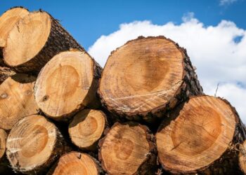 Madeireira é denunciada por falsidade ideológica e funcionamento sem licença ambiental no RN