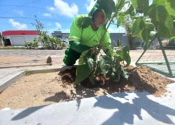 “Planta Natal” realiza plantio de 50 mudas de árvore na Av. Amintas Barros