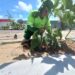 “Planta Natal” realiza plantio de 50 mudas de árvore na Av. Amintas Barros