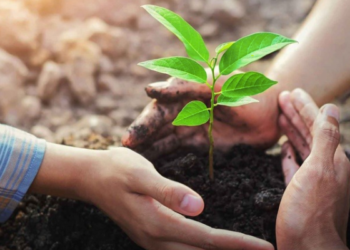 Acordo firmado pelo MPF garante reflorestamento de área no município de Jucuturu (RN)