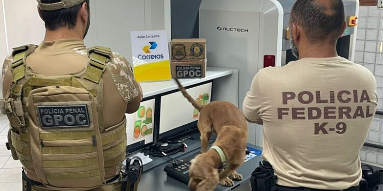 Em Natal, PF apreende maconha remetida via postal dos EUA