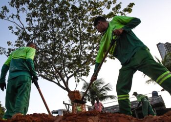 Prefeitura realiza o primeiro transplantio de um ipê adulto