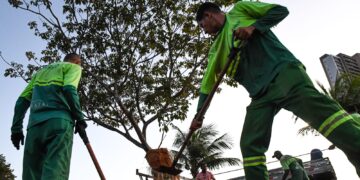 Prefeitura realiza o primeiro transplantio de um ipê adulto