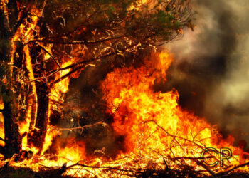 STF reafirma que danos ao meio ambiente são imprescritíveis