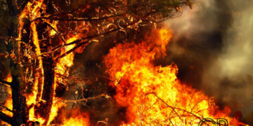 STF reafirma que danos ao meio ambiente são imprescritíveis