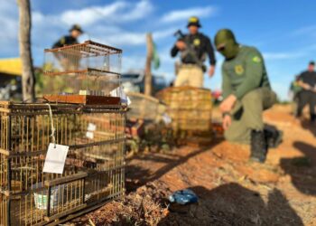 PRF e IBAMA realizam Operação de combate ao comércio ilegal de aves em Mossoró/RN