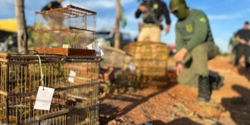 PRF e IBAMA realizam Operação de combate ao comércio ilegal de aves em Mossoró/RN