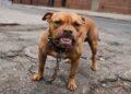 Tutores de pitbull são condenados após ataque à cadela durante passeio em via pública em Natal