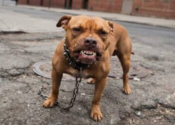 Tutores de pitbull são condenados após ataque à cadela durante passeio em via pública em Natal