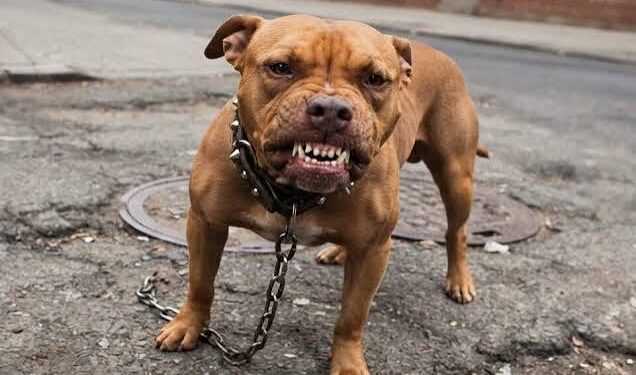 Tutores de pitbull são condenados após ataque à cadela durante passeio em via pública em Natal